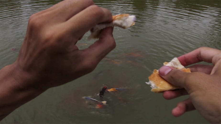 feeding the multitude