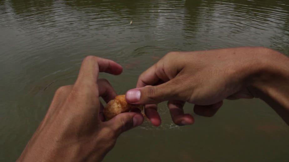 feeding fish new caledonia